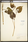 Saururus cernuus by WV University Herbarium