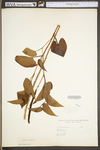 Saururus cernuus by WV University Herbarium