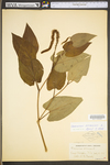 Saururus cernuus by WV University Herbarium