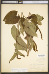 Saururus cernuus by WV University Herbarium