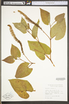 Saururus cernuus by WV University Herbarium