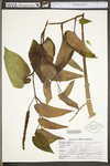 Saururus cernuus by WV University Herbarium