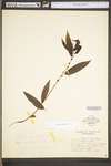 Salix eriocephala by WV University Herbarium