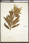 Salix eriocephala by WV University Herbarium