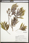 Salix eriocephala by WV University Herbarium