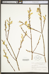 Salix eriocephala by WV University Herbarium