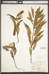 Salix eriocephala by WV University Herbarium