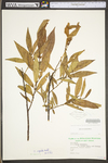 Salix eriocephala by WV University Herbarium