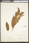 Salix eriocephala by WV University Herbarium