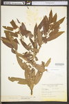 Salix eriocephala by WV University Herbarium