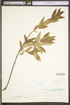 Salix eriocephala by WV University Herbarium