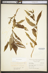 Salix eriocephala by WV University Herbarium