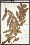 Salix eriocephala by WV University Herbarium