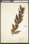 Salix eriocephala by WV University Herbarium