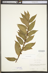 Salix eriocephala by WV University Herbarium