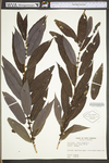 Salix fragilis by WV University Herbarium