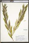 Salix fragilis by WV University Herbarium