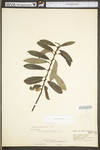 Salix humilis var. humilis by WV University Herbarium