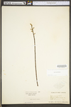 Salix humilis var. humilis by WV University Herbarium