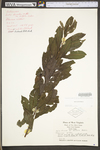 Salix humilis var. humilis by WV University Herbarium