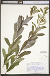 Salix humilis var. humilis by WV University Herbarium