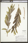 Salix humilis var. humilis by WV University Herbarium