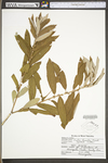 Salix humilis var. humilis by WV University Herbarium