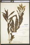 Salix humilis var. humilis by WV University Herbarium