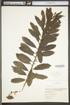 Salix humilis var. humilis by WV University Herbarium