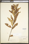 Salix humilis var. humilis by WV University Herbarium