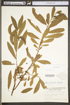 Salix humilis var. humilis by WV University Herbarium