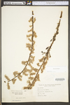 Salix humilis var. humilis by WV University Herbarium