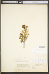 Salix humilis var. humilis by WV University Herbarium