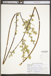 Salix humilis var. humilis by WV University Herbarium