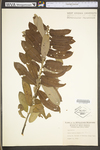 Salix humilis var. humilis by WV University Herbarium