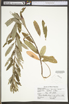 Salix humilis var. humilis by WV University Herbarium