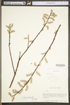 Salix humilis var. humilis by WV University Herbarium