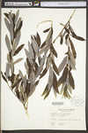 Salix humilis var. humilis by WV University Herbarium