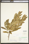 Salix humilis var. humilis by WV University Herbarium