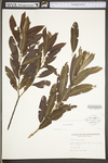 Salix humilis var. humilis by WV University Herbarium