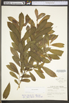 Salix humilis var. humilis by WV University Herbarium