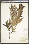 Salix humilis var. humilis by WV University Herbarium