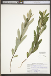 Salix humilis var. tristis by WV University Herbarium