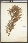 Salix interior by WV University Herbarium