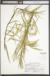 Salix interior by WV University Herbarium