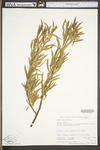 Salix interior by WV University Herbarium