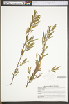 Salix interior by WV University Herbarium