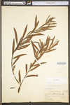 Salix interior by WV University Herbarium