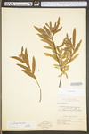 Salix interior by WV University Herbarium