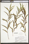 Salix interior by WV University Herbarium